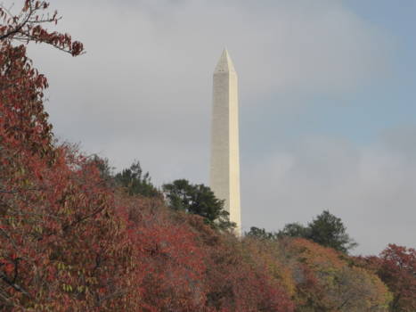 Washington D.C. - Het Washington Monument omringt door herfstkleuren
