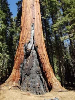 Sequoia en Kings Canyon National Park