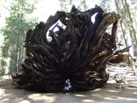 Sequoia en Kings Canyon National Park