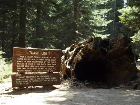 Sequoia en Kings Canyon National Park
