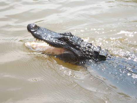 Louisiana - Honey Island Swamp Tour