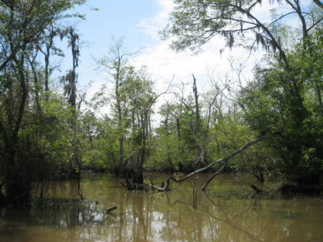 Louisiana - Honey Island Swamp Tour