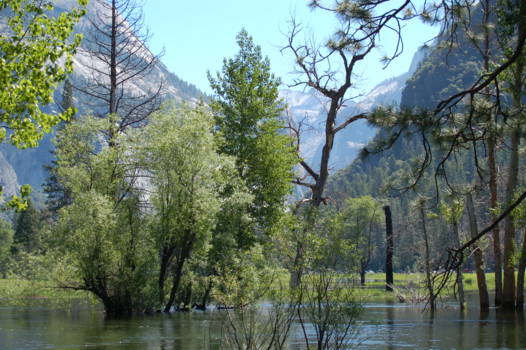 California - Yosemite N.P.