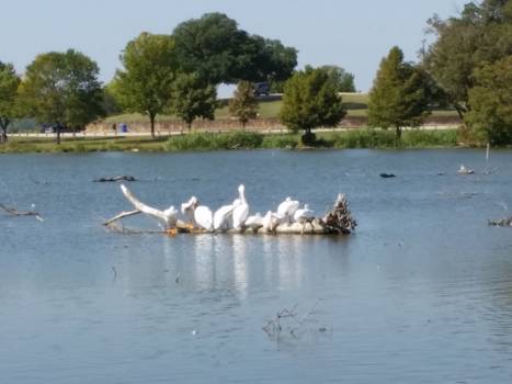 Dallas - Pelikanen in White Rock Lake