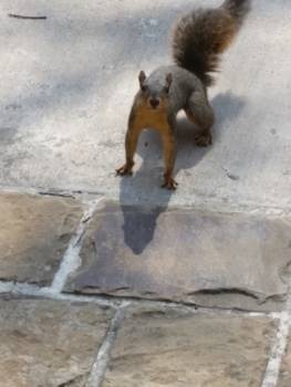 Dallas - Veel eekhoorns in omgeving White Rock Lake en de buitenwijken van Dallas