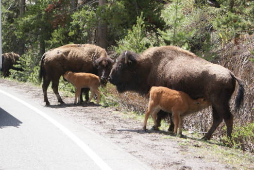 Yellowstone National Park - Bizons in Yellowstone Nat. Park