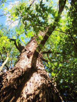 New York - Westchester tree