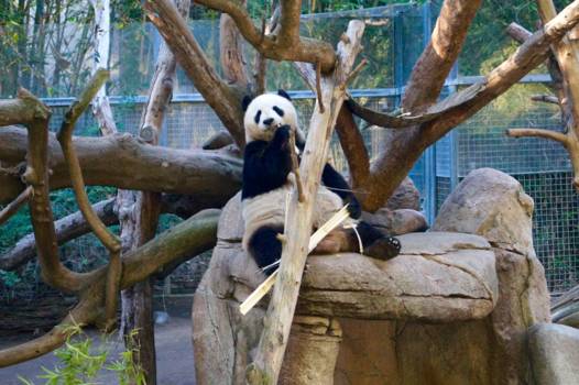 San Diego - Panda in San Diego Zoo