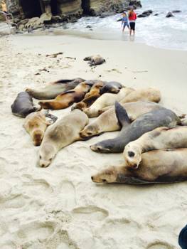 San Diego - La Jolla Cove
