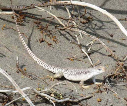 Death Valley National Park - verscholen hagedis