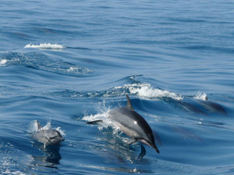 Oahu - Wild spinner dolphins Oahu Hawaii