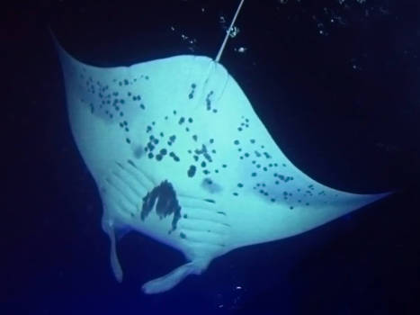 Big Island (Hawaii) - Manta Ray, Kailua-Kona Hawaï