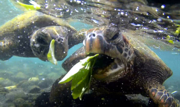 Kauai - Eating green sea turtles, Kauai Hawaii