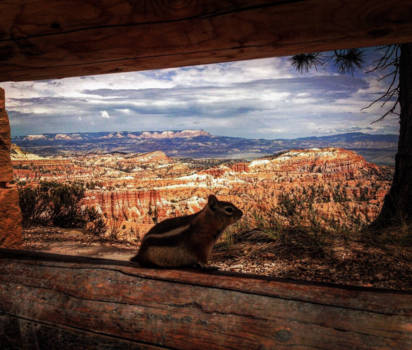 Bryce Canyon National Park - Squirrel in bryce canyon