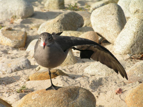 California - Vogel poseert op het strand van Carmel-by-the-Sea