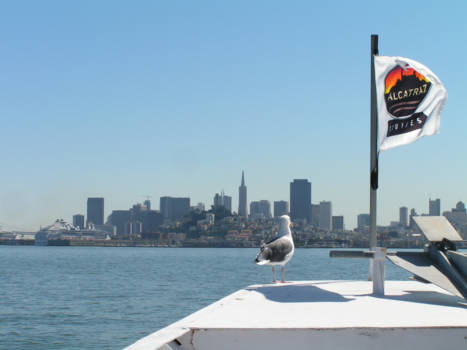 San Francisco - Seagull getting out of Alcatraz, San Francisco