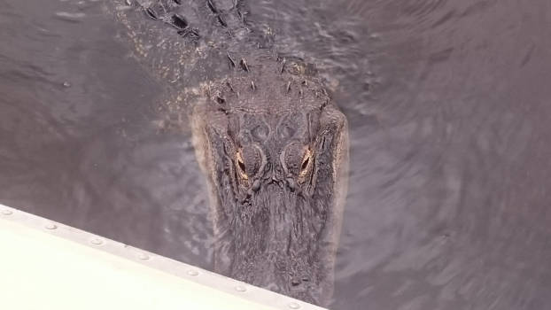 Everglades National Park - Hello Mr. Gator