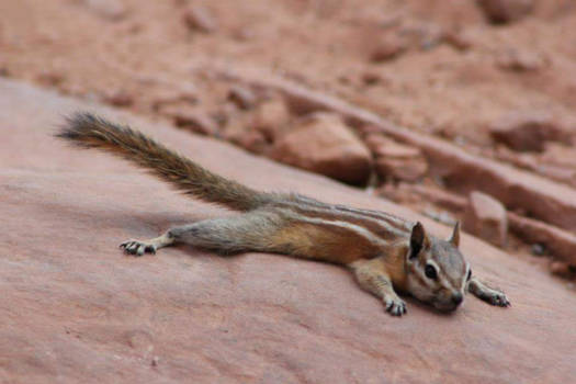 Utah - Planking squirrel