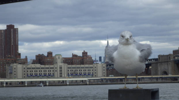 New York - You shall not pass (near the Brooklyn Bridge)