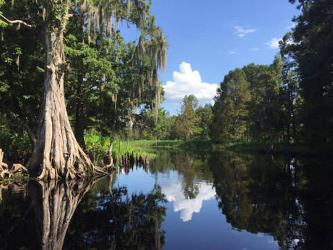 Florida - Moeras in Florida