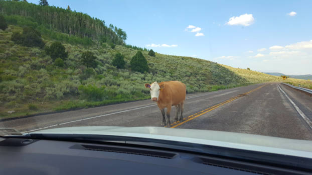 Utah - Bicknell Utah, when you just want milk!