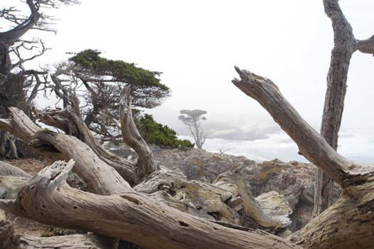 California - Point Lobos State National Reserve