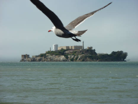 San Francisco - Zo vrij als een vogel