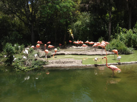 Florida - Prachtige flamingo's in Florida!