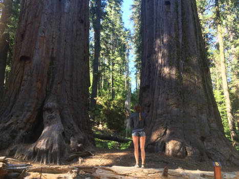 California - Big trees park