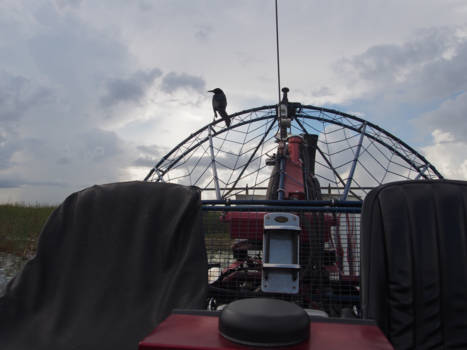 Florida - Airboat Everglades