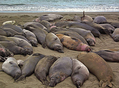 Highway 1 (Amerika) - California girls are unforgettable..!