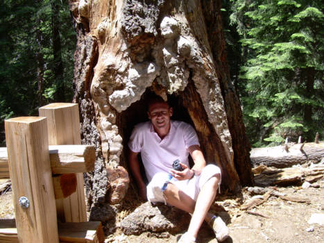 Sequoia en Kings Canyon National Park - past net ..