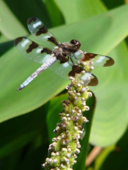 Central Park - Zelfs in New York (Central Park) is de natuur mooi