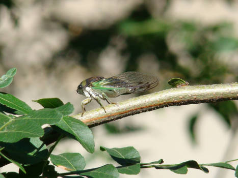 New York - Wat is mijn naam ?