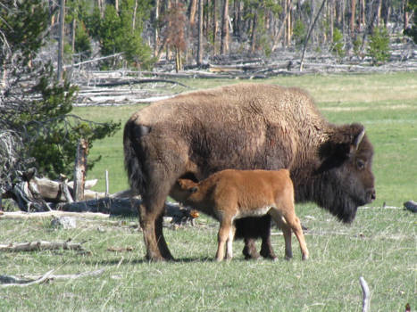 Yellowstone National Park - Nieuw leven