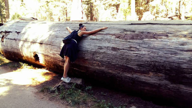 Sequoia en Kings Canyon National Park - Just hugging a tree!
