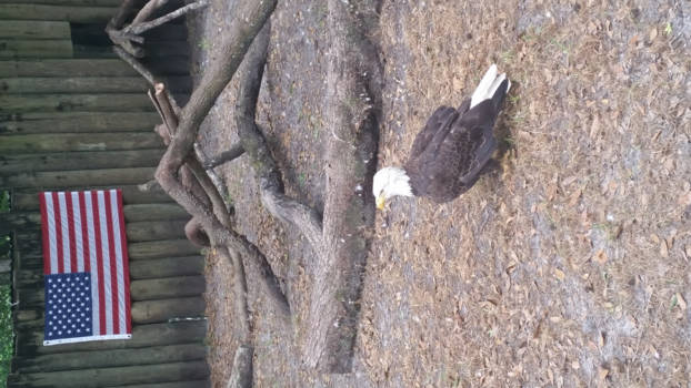 Florida - A rescued American Eagle