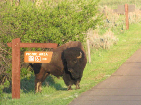 Theodore Roosevelt National Park - anyone for picnic ?