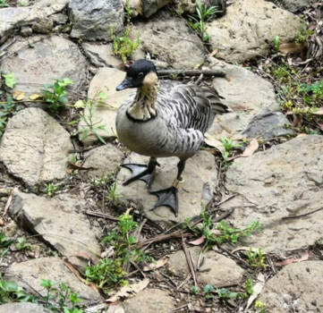 Maui - Only a 1.000 left.. Hawaiian Goose (Nene)