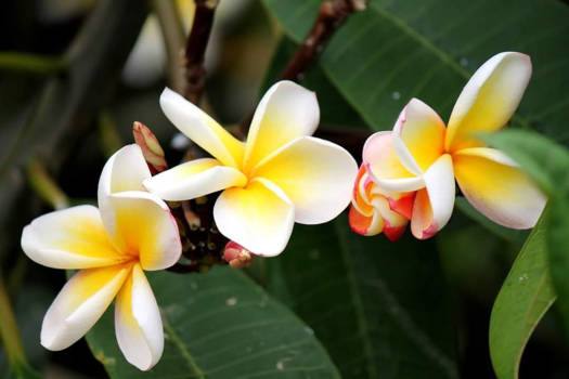 Hawaii - Plumeria
