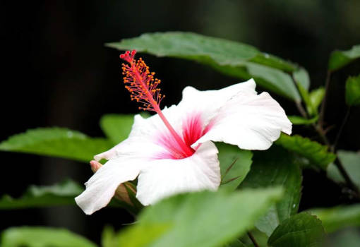 Hawaii - Hibiscus
