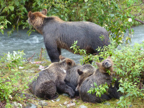 Alaska - Ik ruik zalm, heeft ma al wat gevangen?