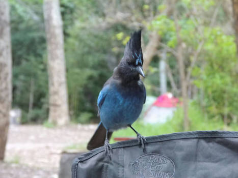 California - Stellersgaai in Big Sur