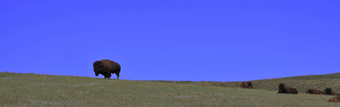 Yellowstone National Park - De baas van de kudde