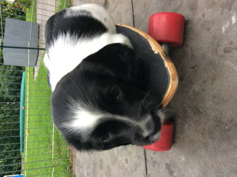 Hollywood - puppie power