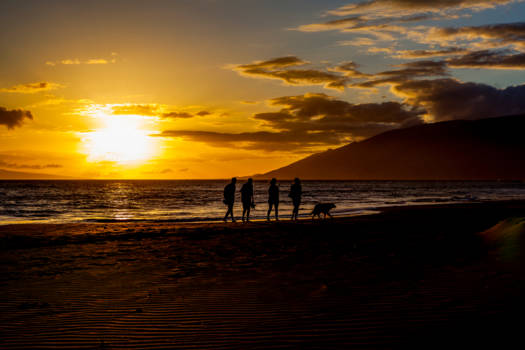 Maui - Hond geniet van zonsondergang