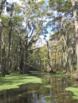 New Orleans - Goin' down the bayou