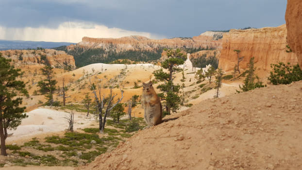 Bryce Canyon National Park - Say cheeeeese ;)