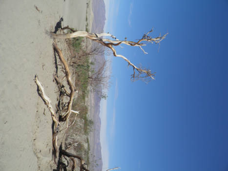 Death Valley National Park - Sand Dunes in Death Valley