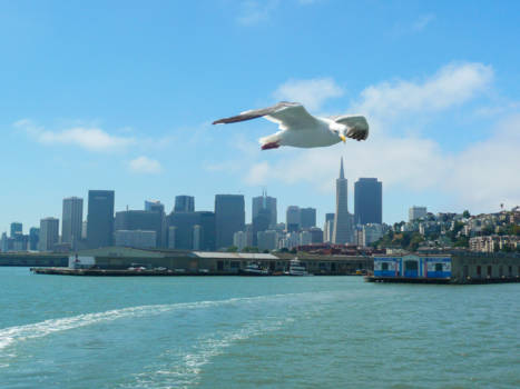 New York - "Zo, heb je mij erop? Dan vlieg ik weer door!"